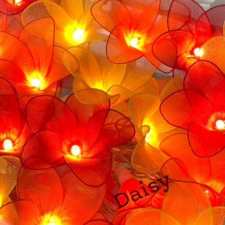 Daisy - 20 Lamps